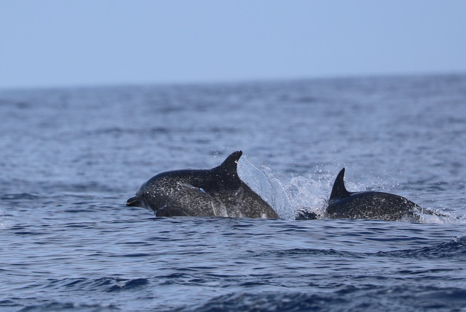 Atlantic spotted dolphin (Stenella frontalis)