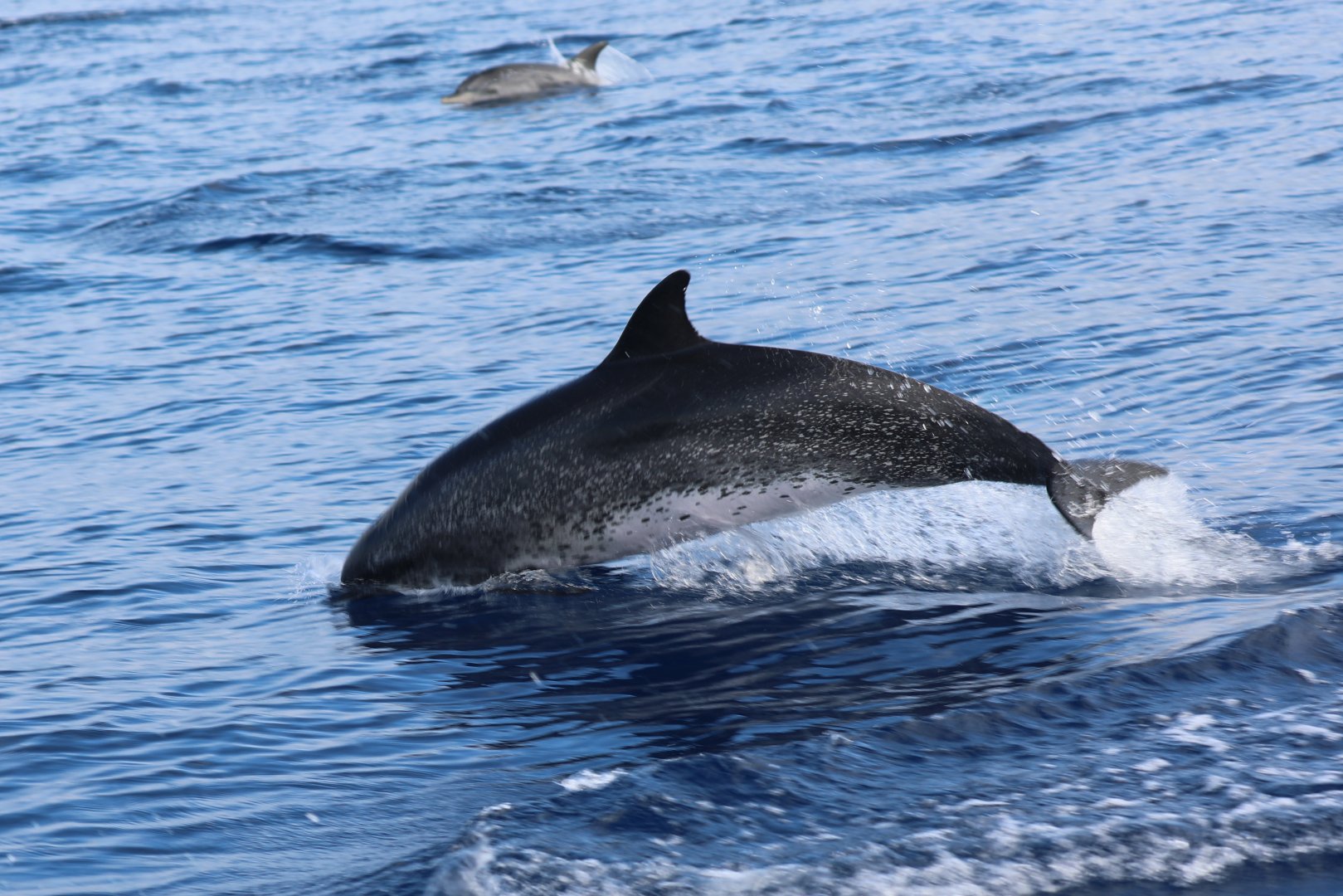 Atlantic spotted dolphin (Stenella frontalis)