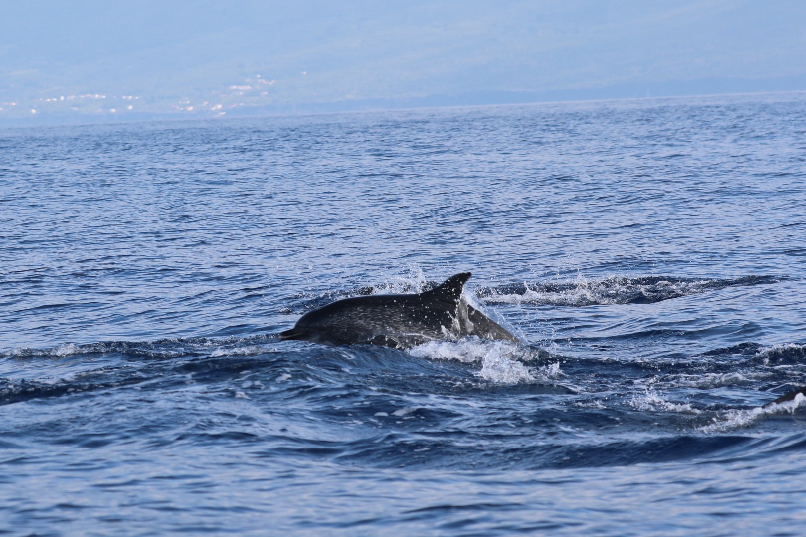 Atlantic spotted dolphin (Stenella frontalis)