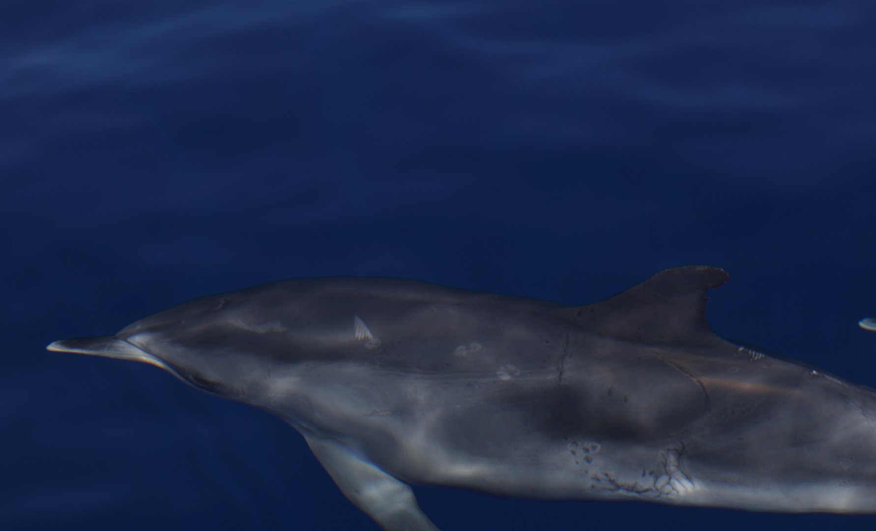 Atlantic spotted dolphin (Stenella frontalis)