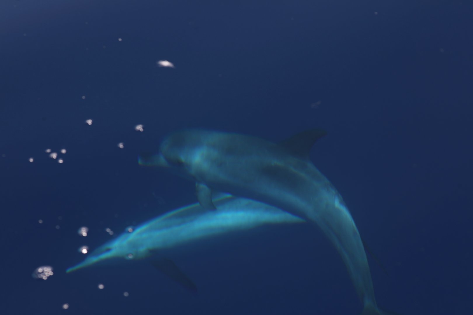 Atlantic spotted dolphin (Stenella frontalis)