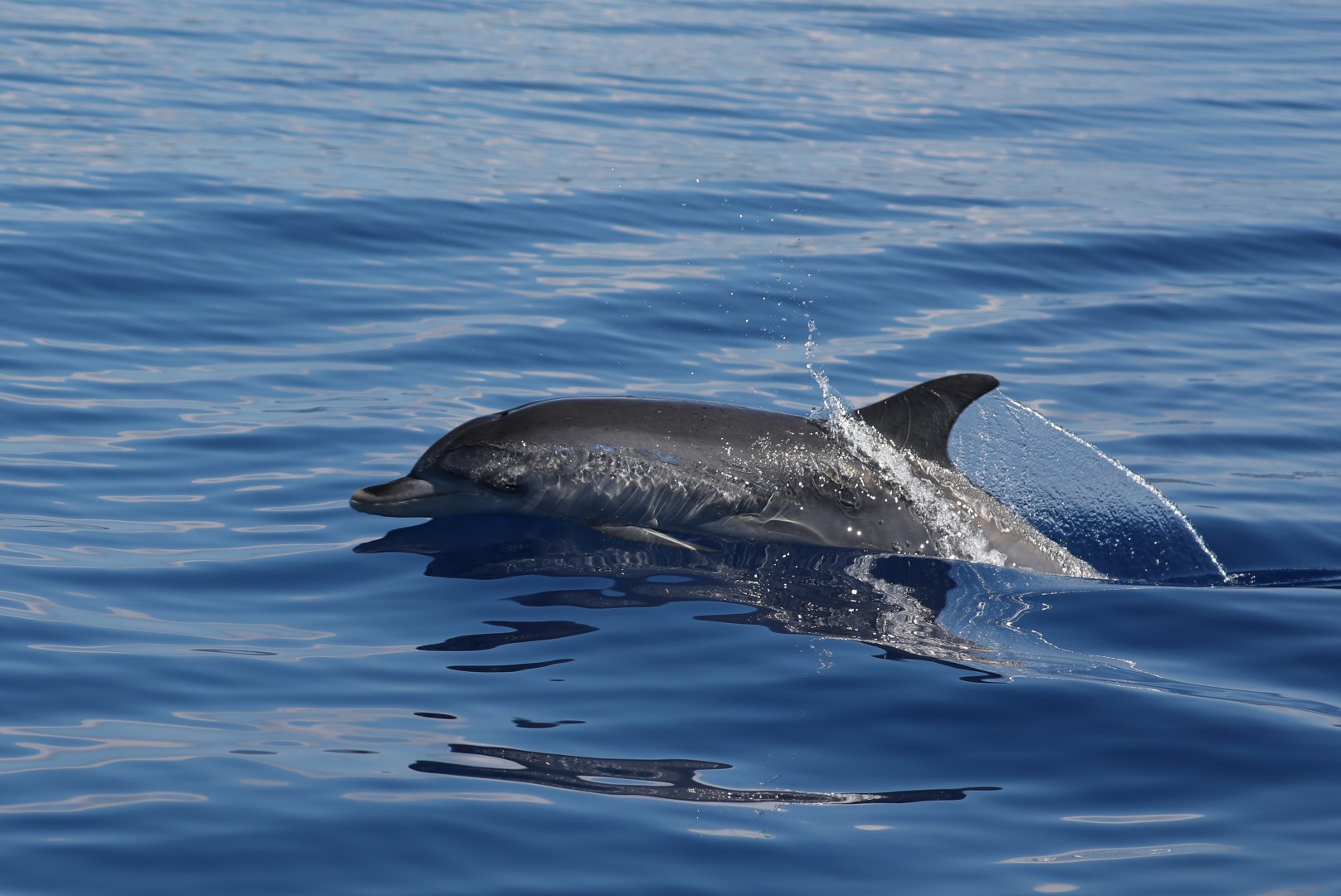 Atlantic spotted dolphin (Stenella frontalis)