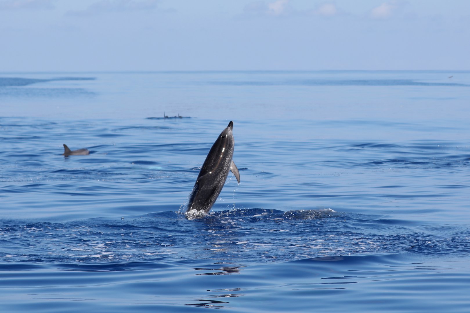 Atlantic spotted dolphin (Stenella frontalis)