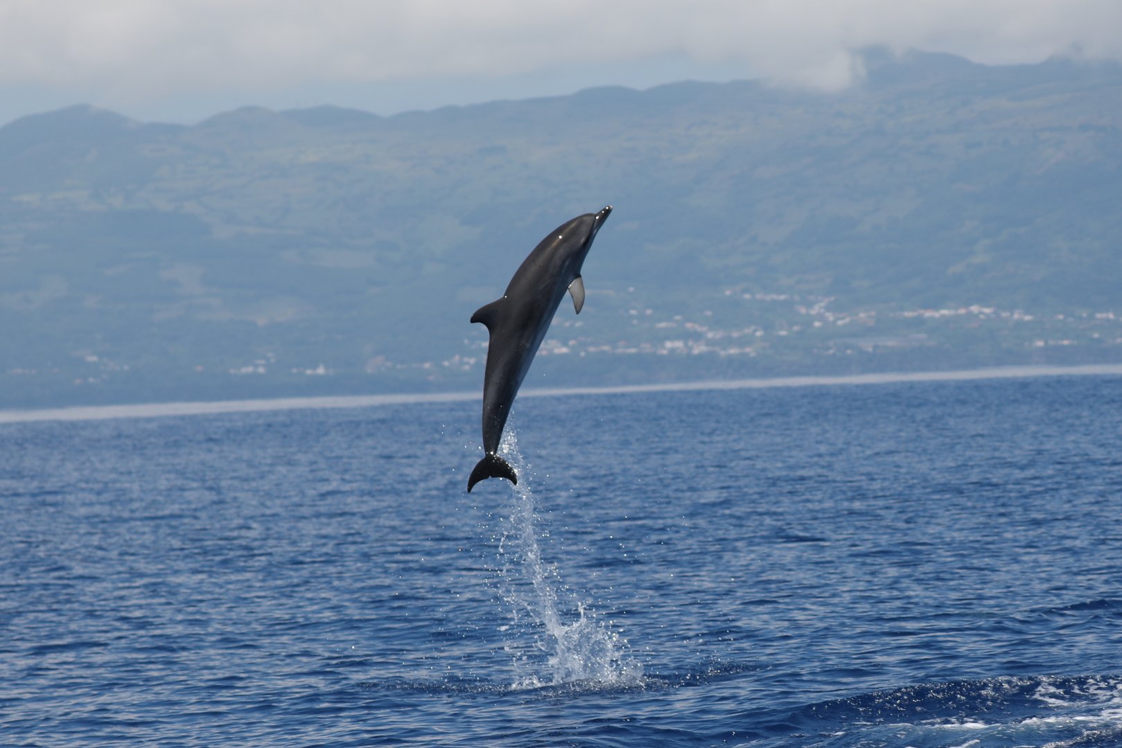 Atlantic spotted dolphin (Stenella frontalis)