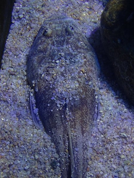 Atlantic stargazer, march 2017