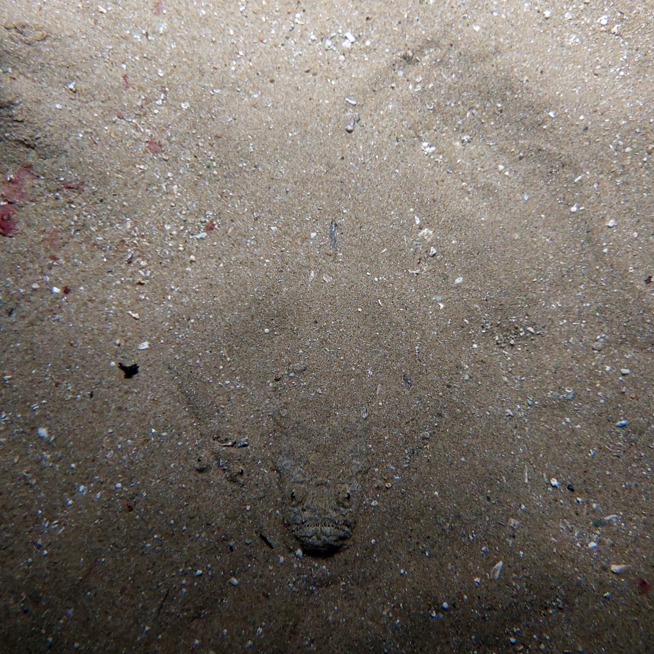 Atlantic stargazer (Uranoscopus scaber)