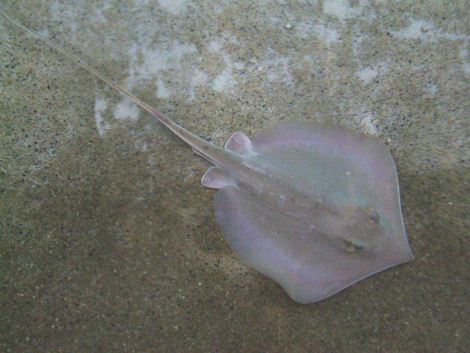 Atlantic Stingray at Jacksonville, 10/10/13