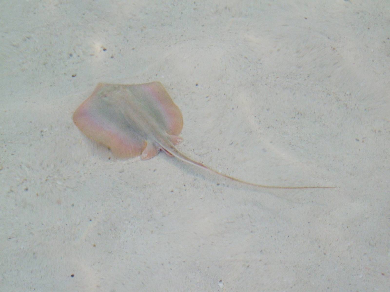 Atlantic Stingray at Jacksonville, 10/10/13
