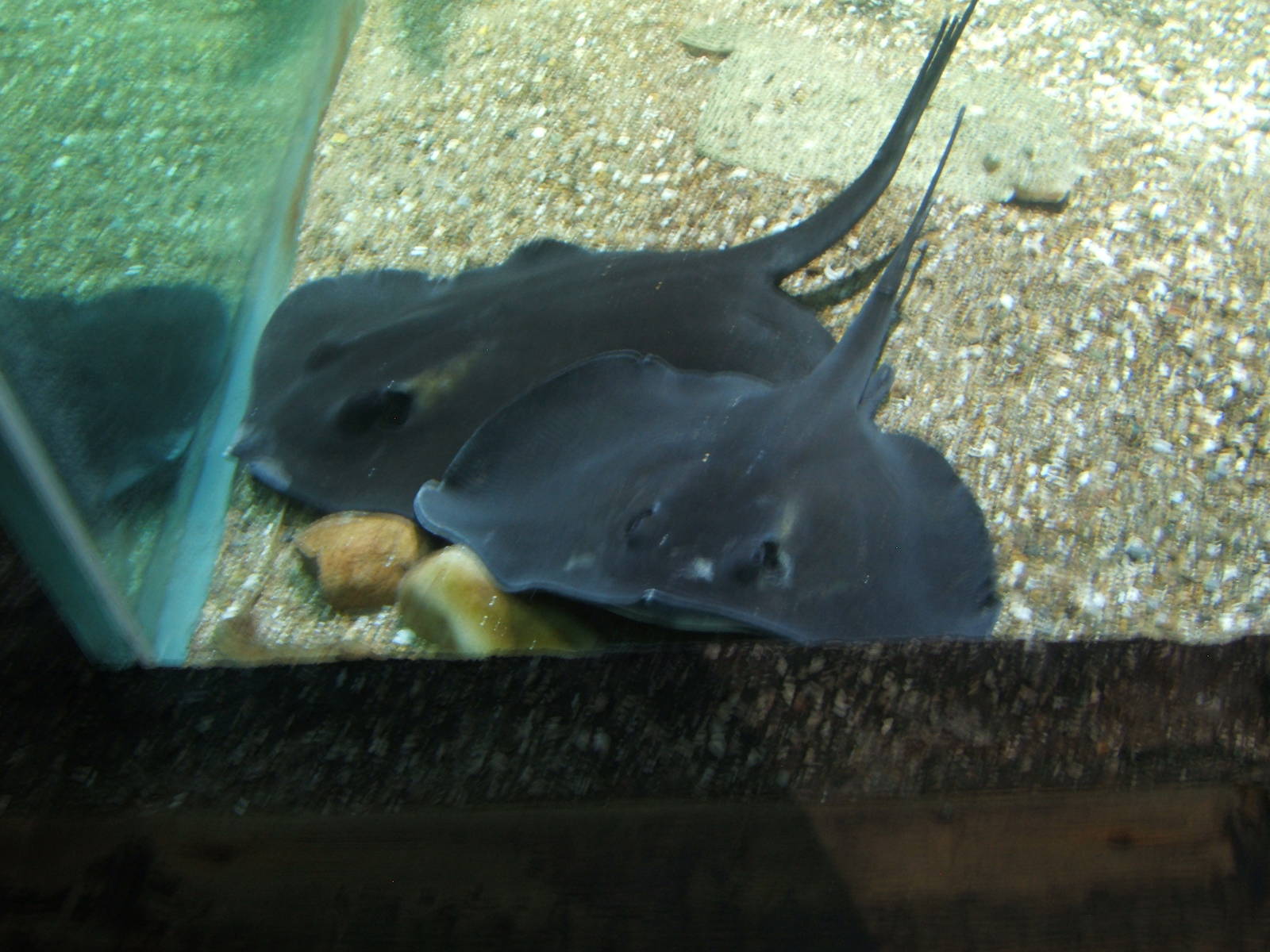 Atlantic Stingray (Dasyatis sabina)