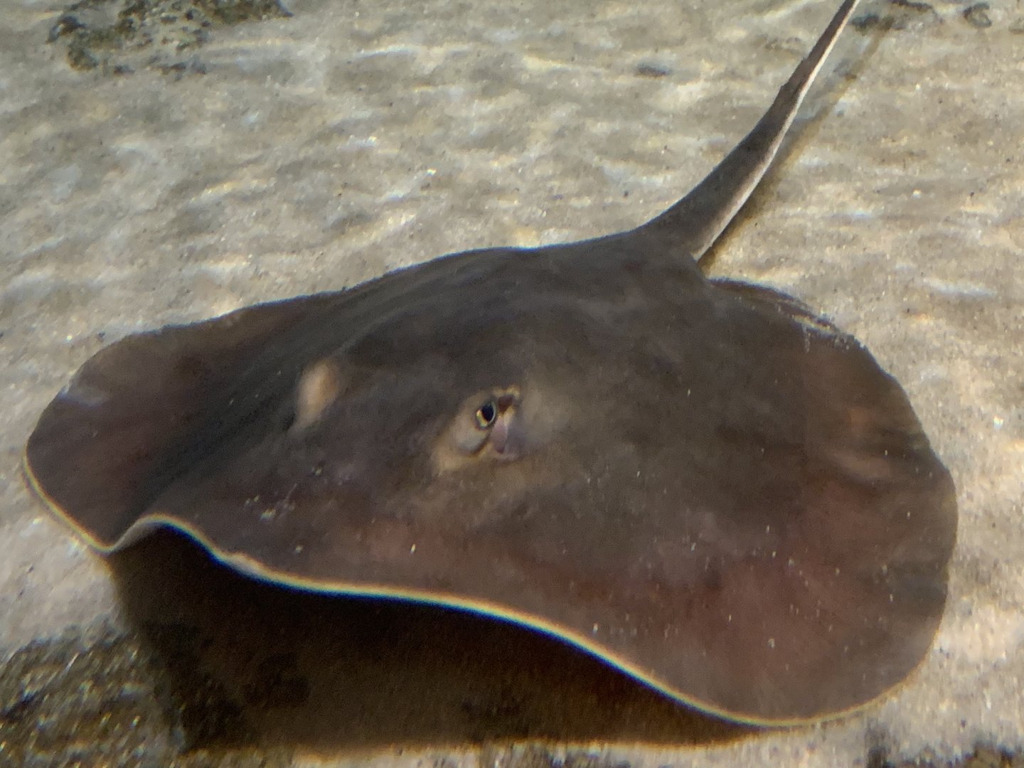 Atlantic Stingray (Dasyatis sabina)