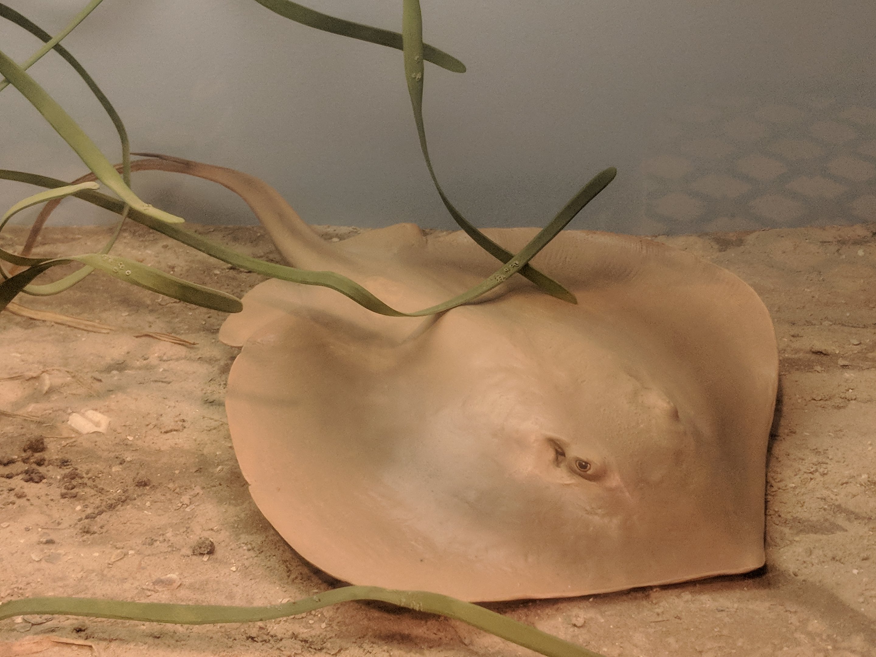 Atlantic stingray (Dasyatis sabina)