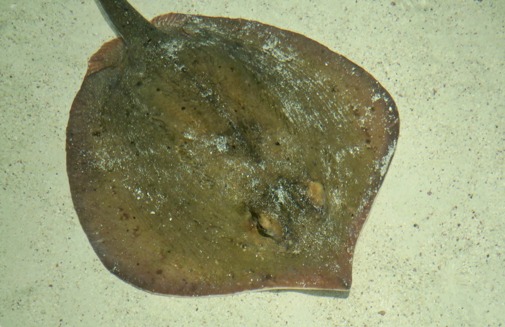 Atlantic Stingray (Hypanus sabinus)