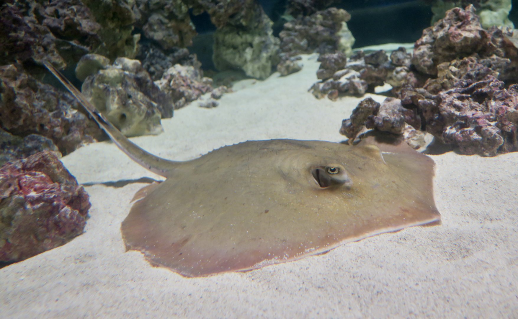Atlantic Stingray (Hypanus sabinus)