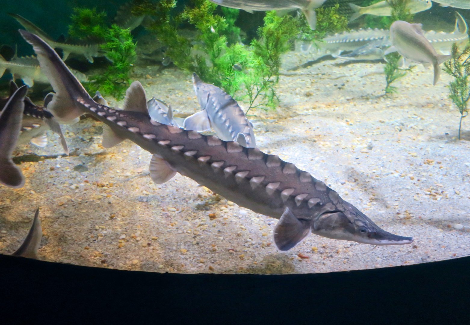 Atlantic Sturgeon (Acipenser oxirinchus oxirinchus)
