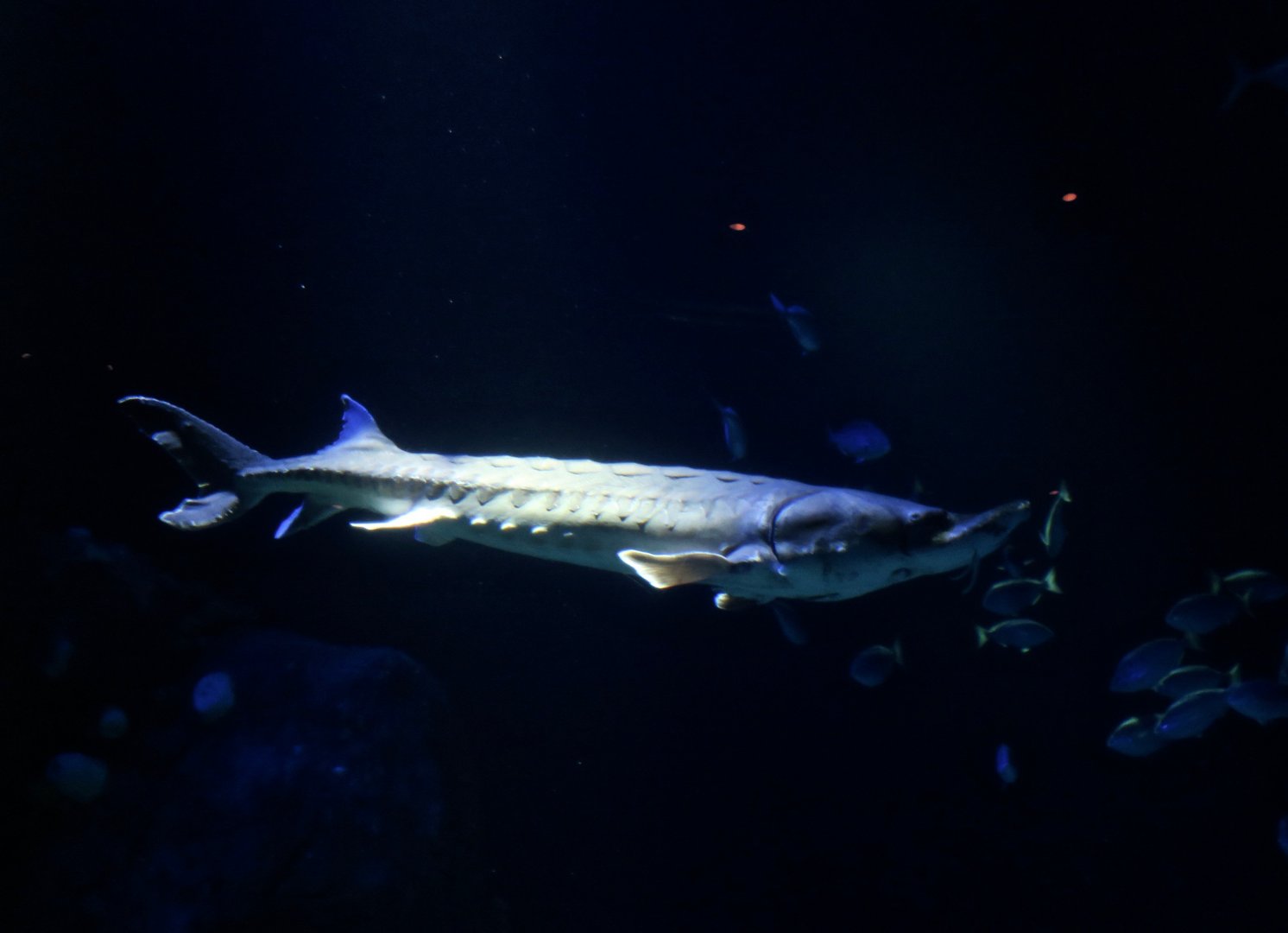 Atlantic Sturgeon (Acipenser oxyrhinchus oxyrhinchus)