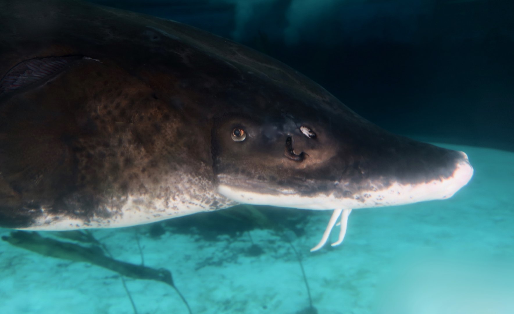 Atlantic Sturgeon (Acipenser oxyrinchus oxyrinchus)