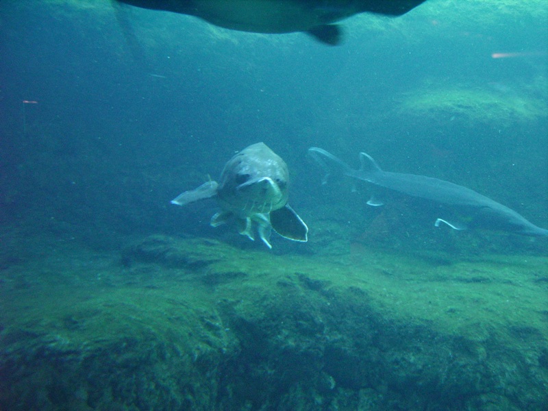 Atlantic Sturgeon - Blue Hole Spring