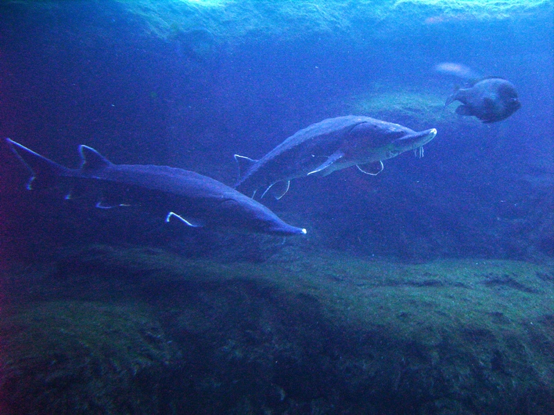 Atlantic Sturgeon - Blue Hole Springs