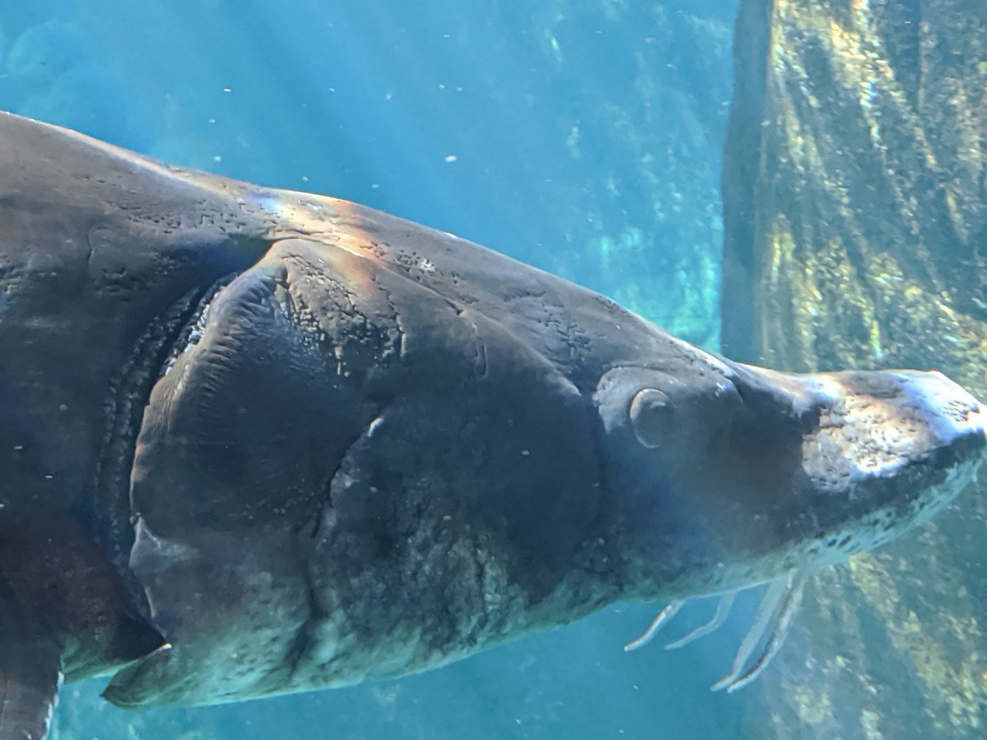 Atlantic sturgeon close-up - reopening 31-08-2020