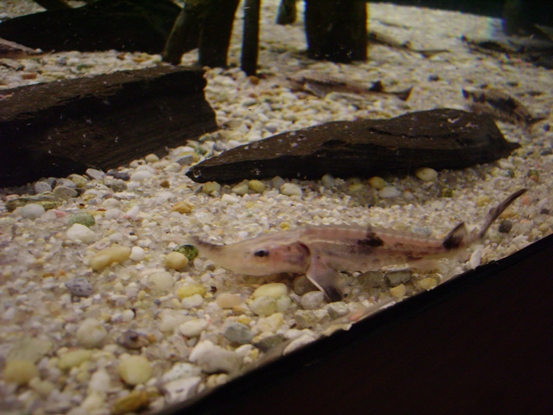 Atlantic Sturgeon juvenile - World of Water Gallery