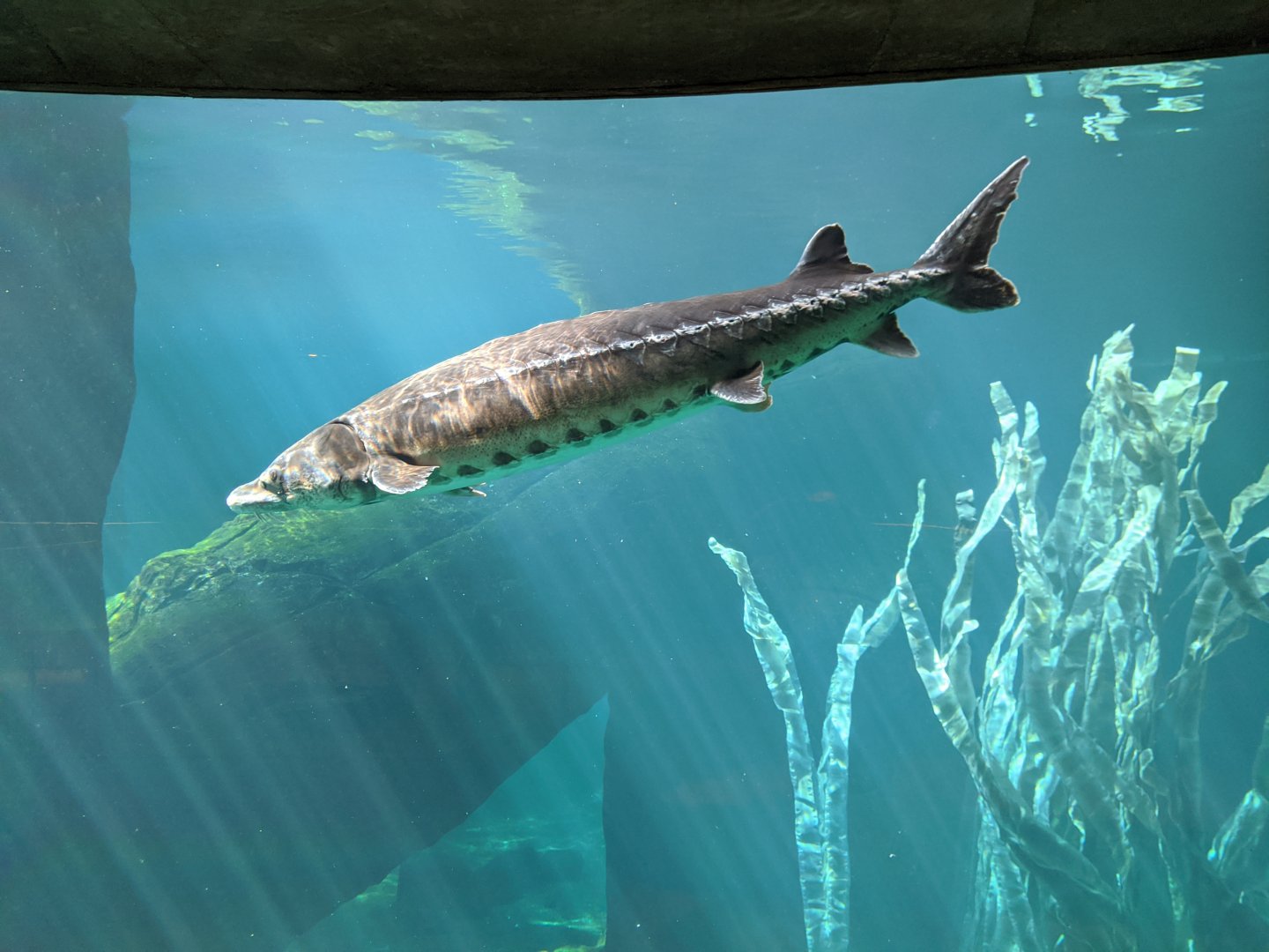 Atlantic sturgeon - reopening 31-08-2020