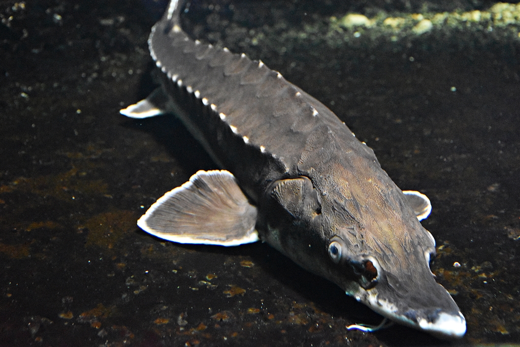 Atlantic sturgeon