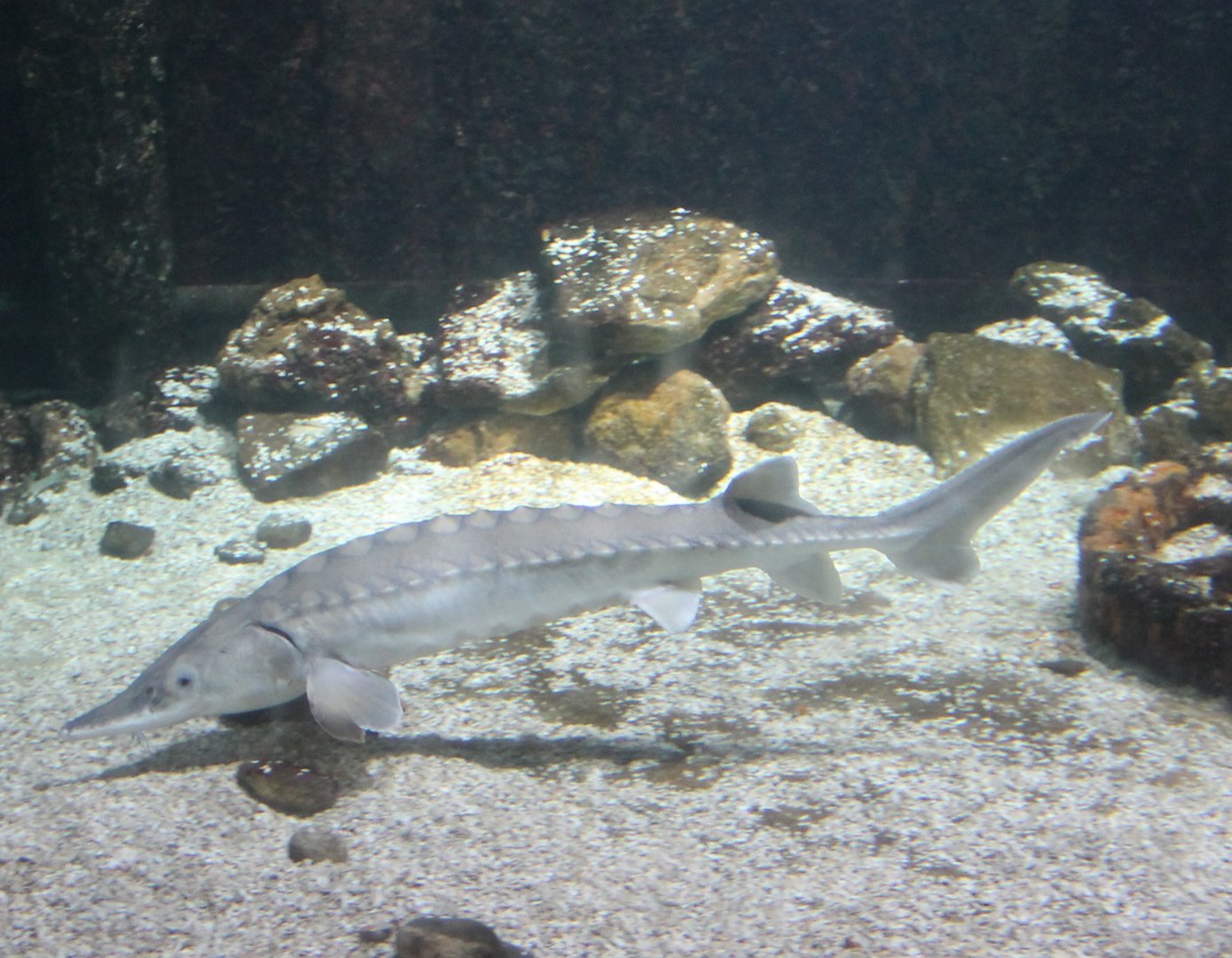 Atlantic sturgeon