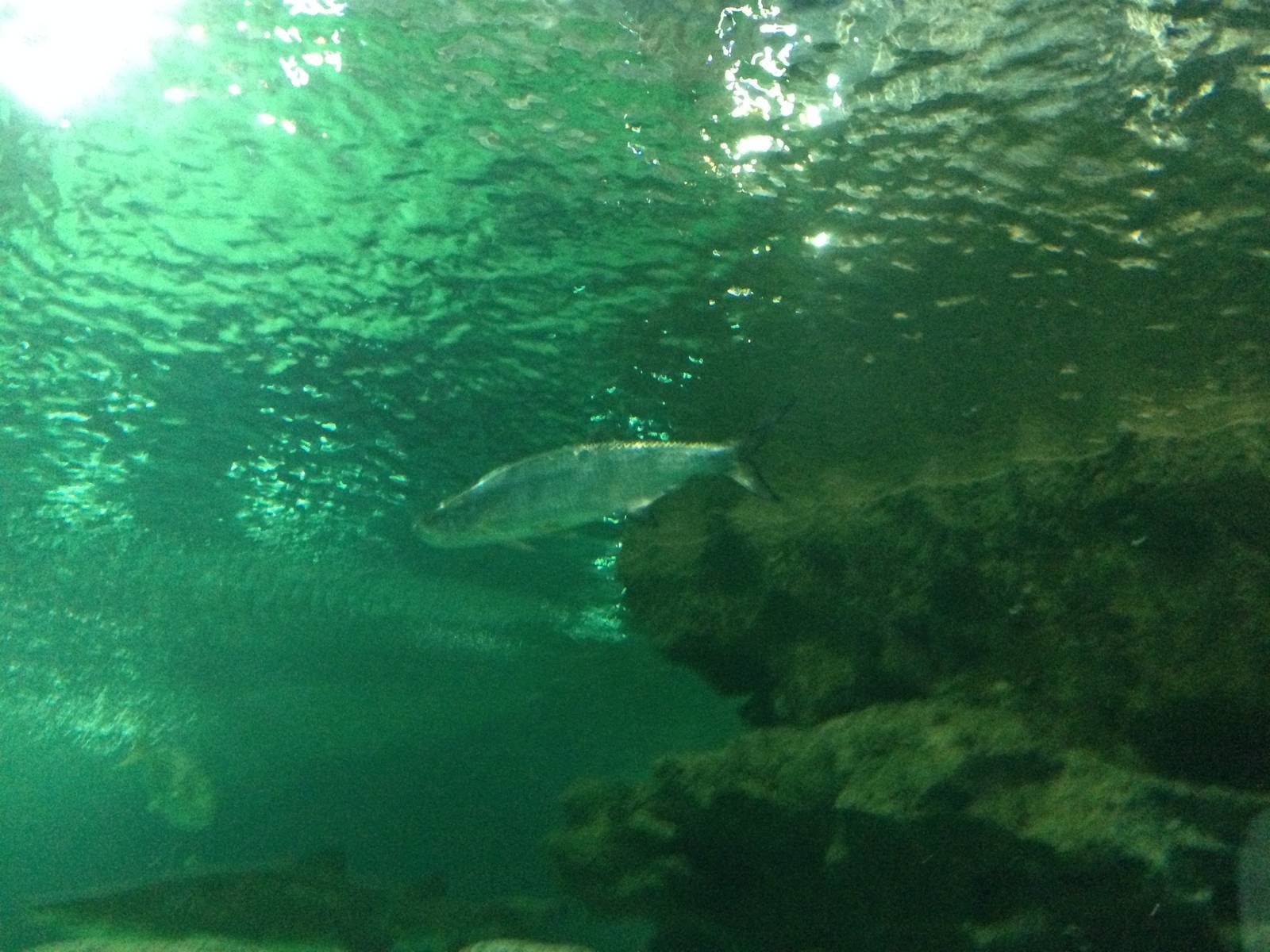 Atlantic Tarpon at Blue Planet Aquarium - 05/10/2013