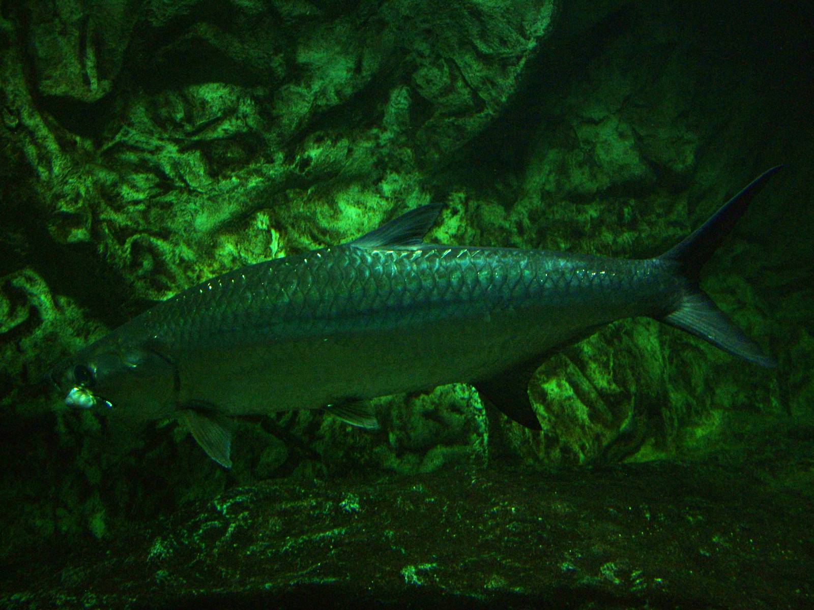 Atlantic Tarpon at Madrid Zoo Aquarium, 26/05/11