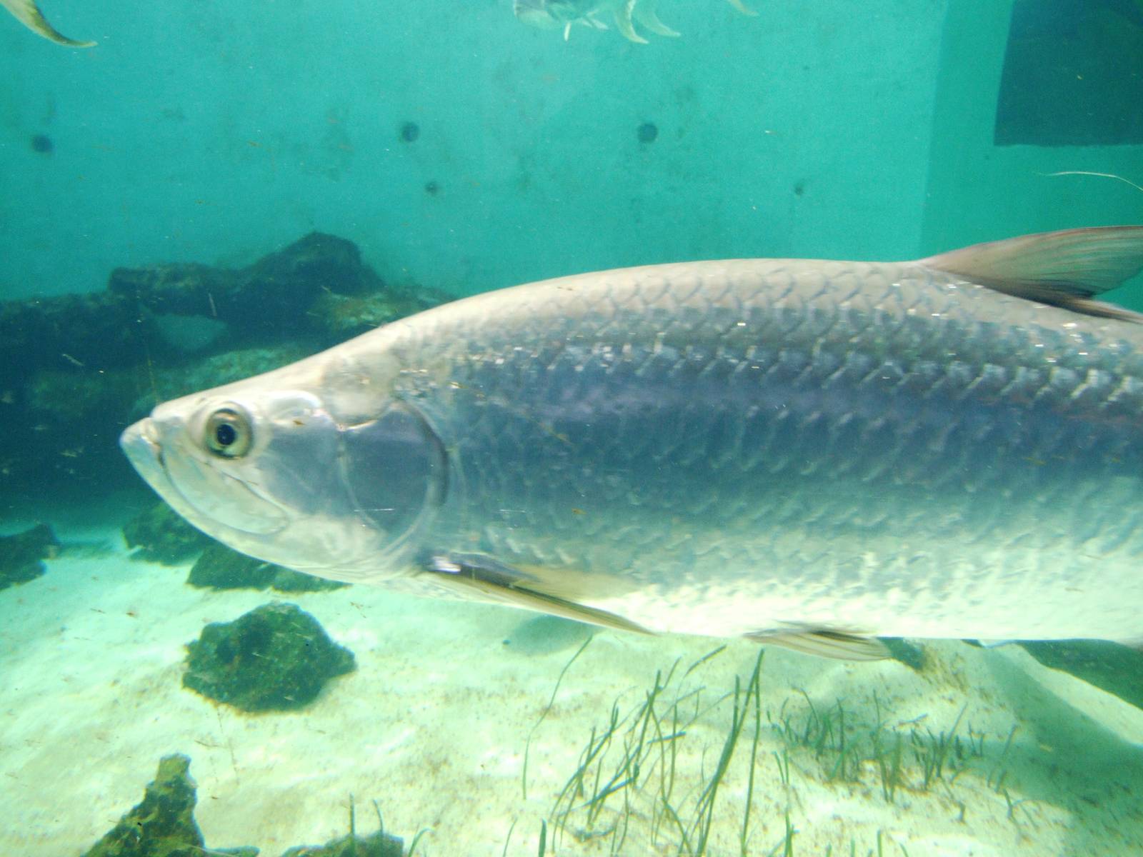 Atlantic Tarpon at Mote, 07/10/13