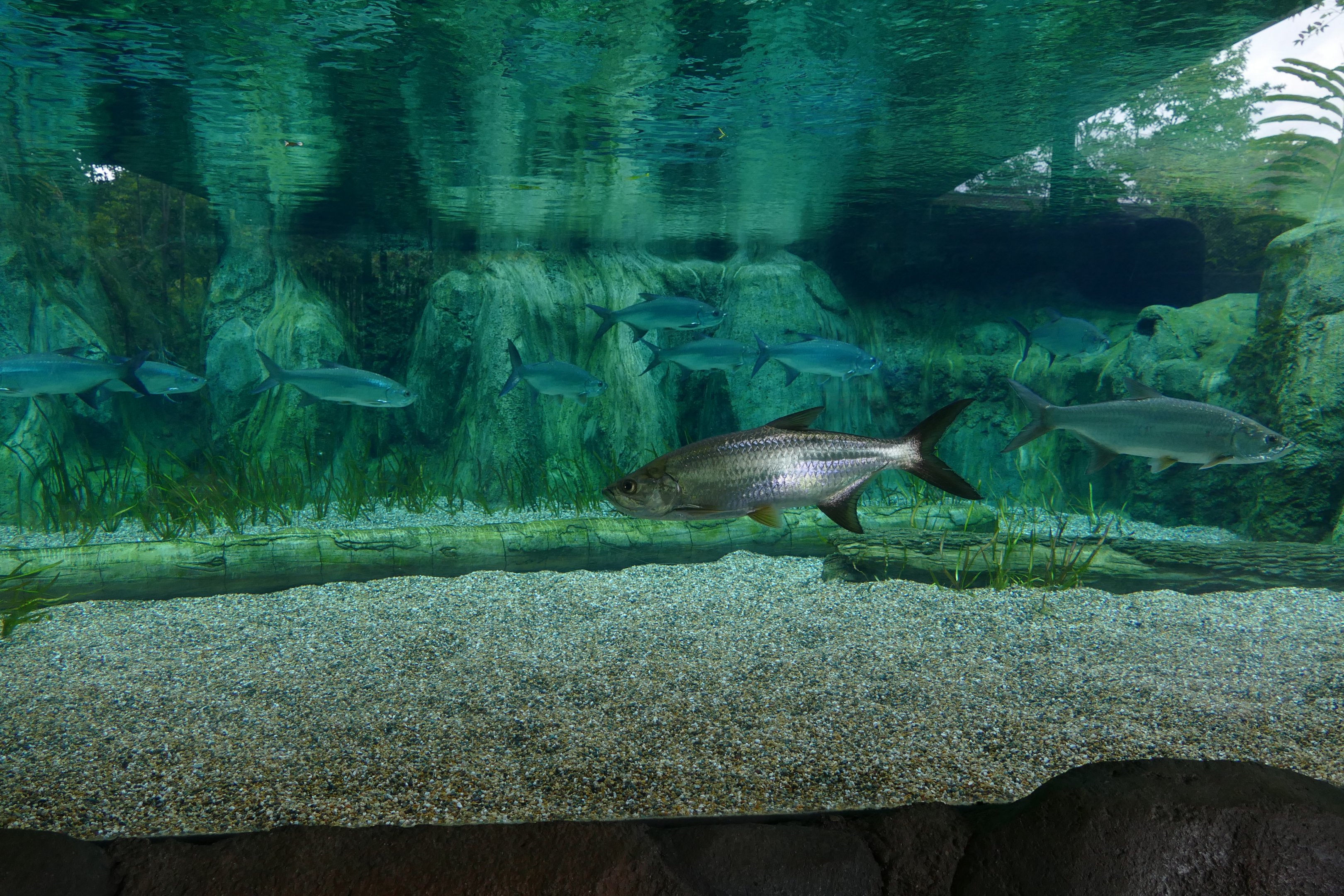 Atlantic Tarpon exhibit