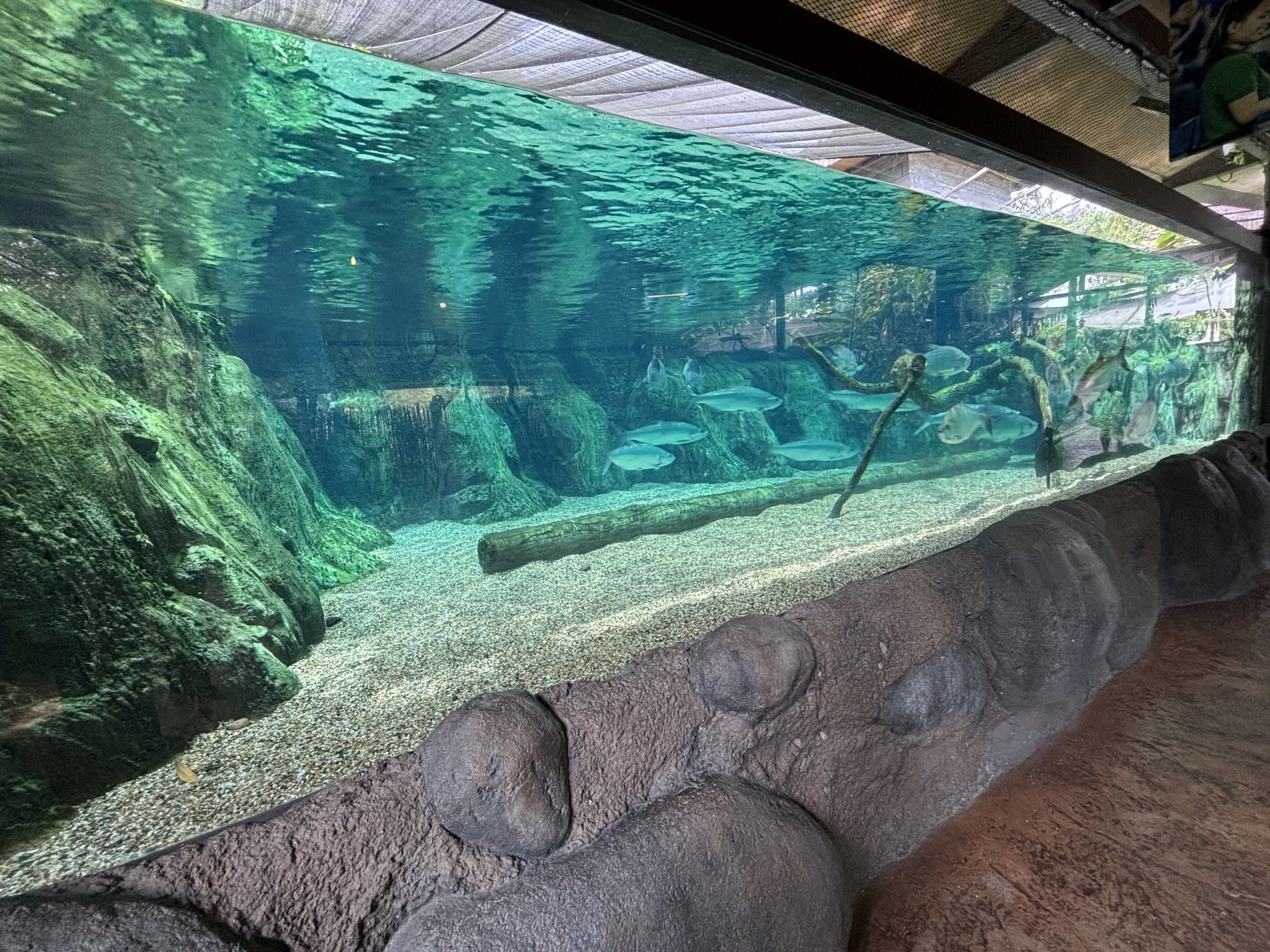 Atlantic Tarpon Exhibit