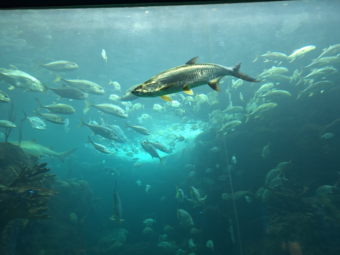 Atlantic Tarpon in main tank