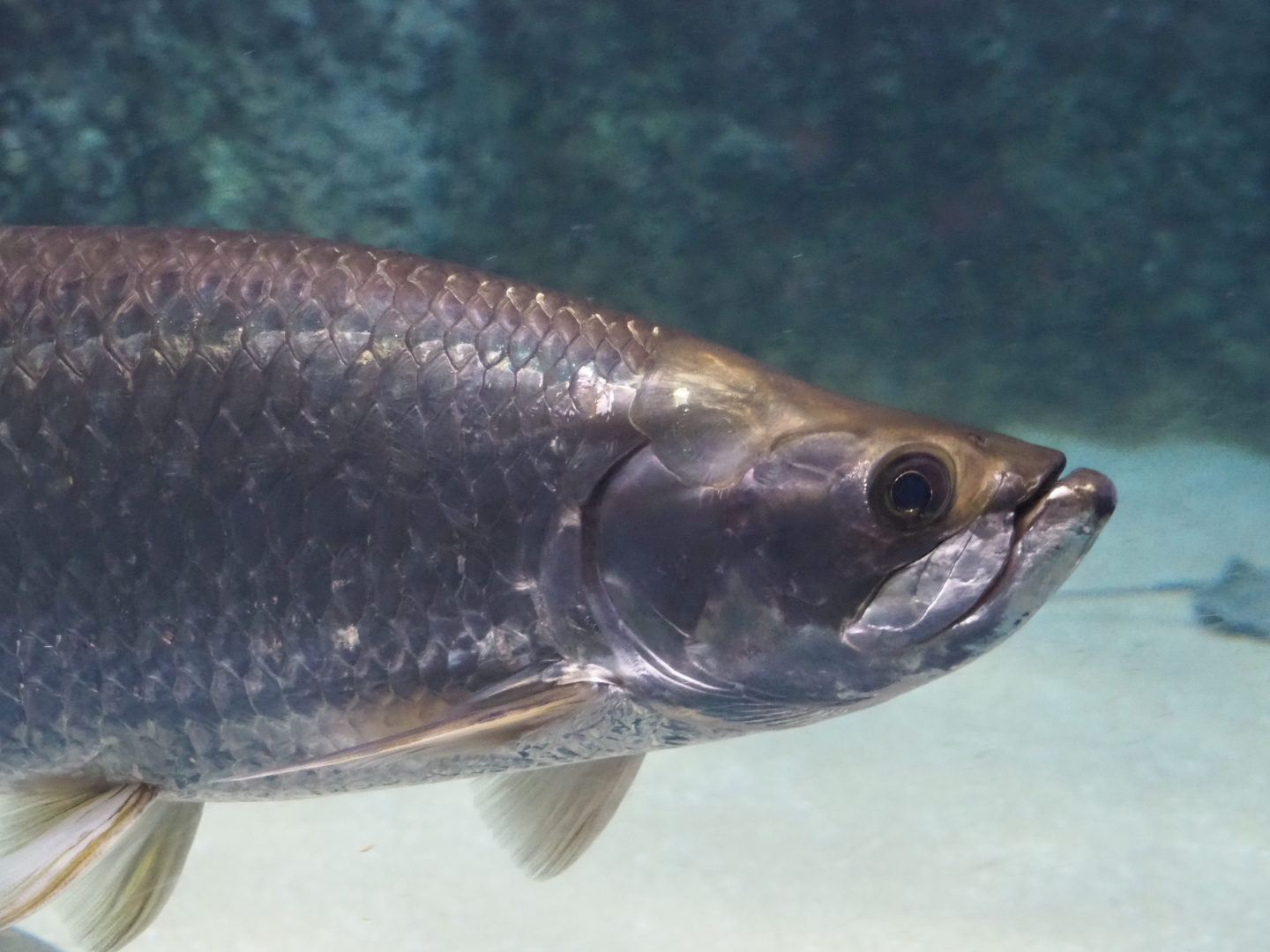 Atlantic tarpon (Megalops atlanticus), Nov 10th, 2018
