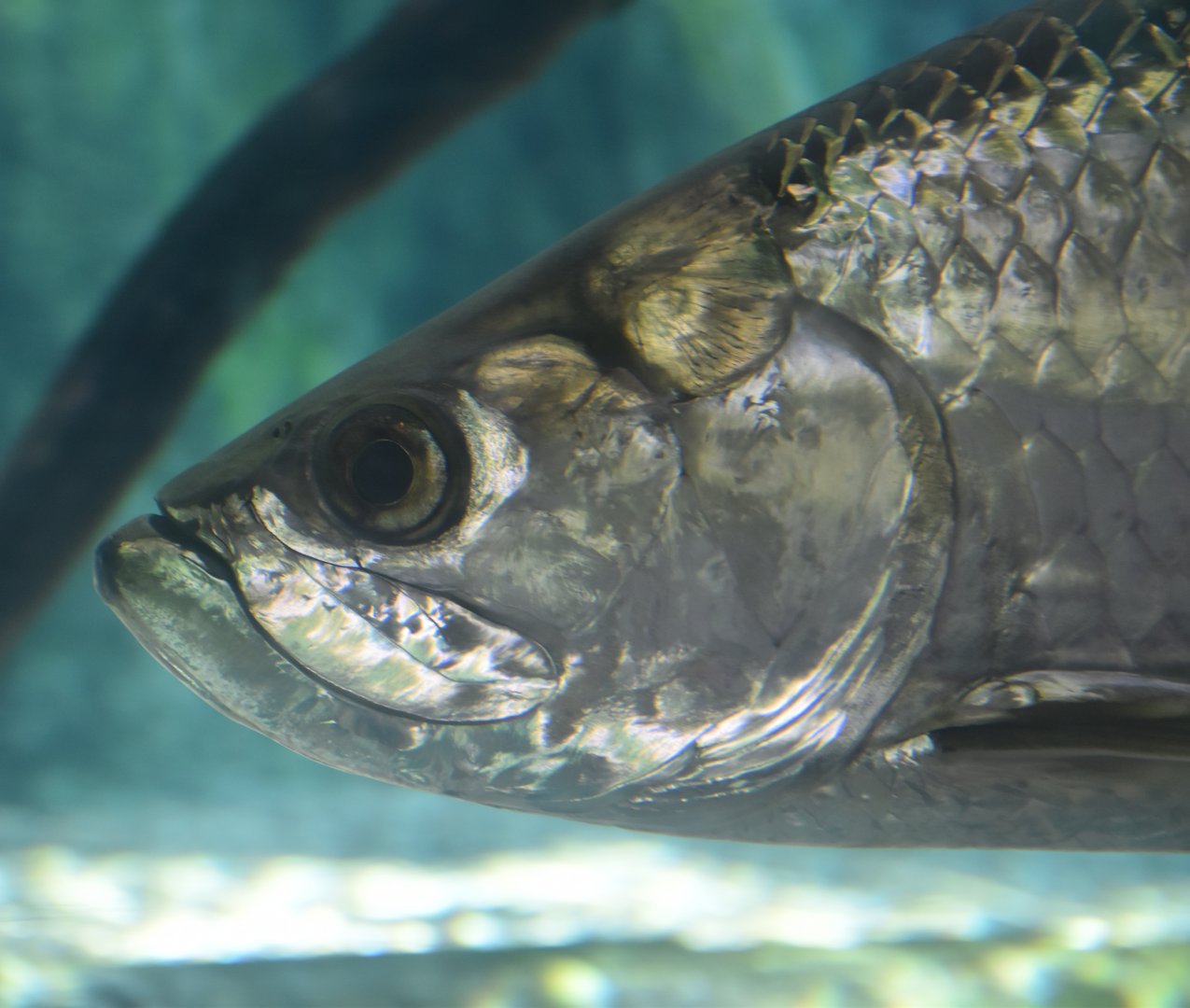 Atlantic Tarpon (Megalops atlanticus)