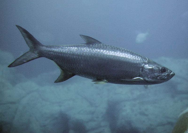 Atlantic tarpon