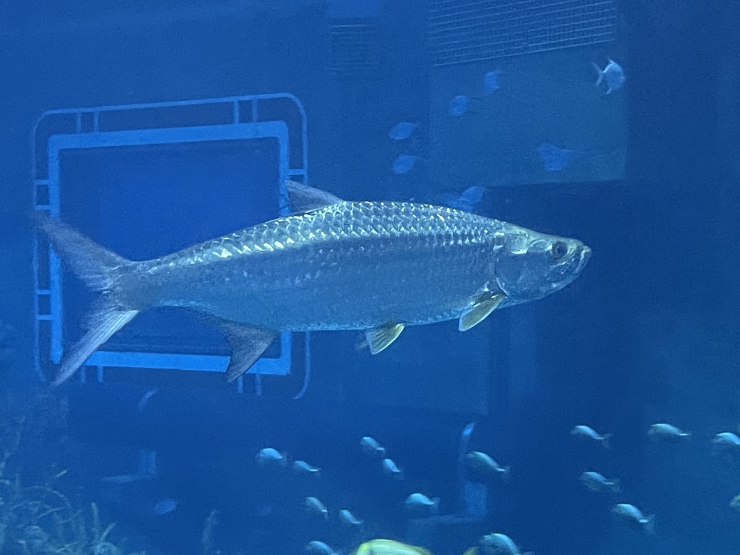 Atlantic tarpon