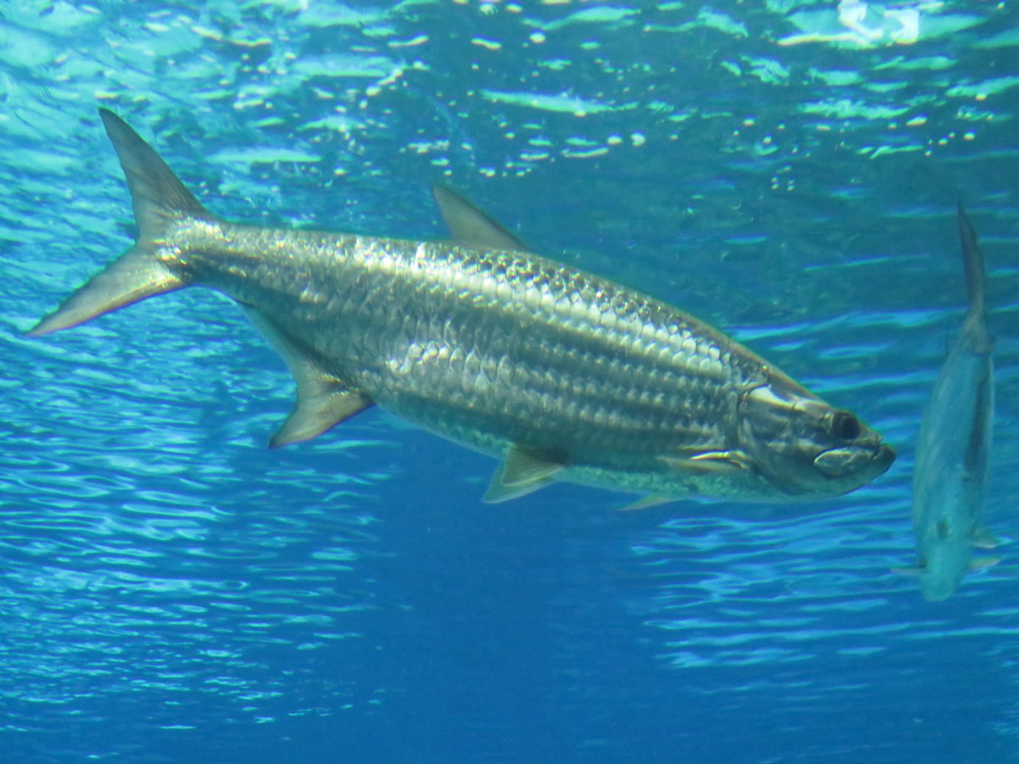 Atlantic tarpon
