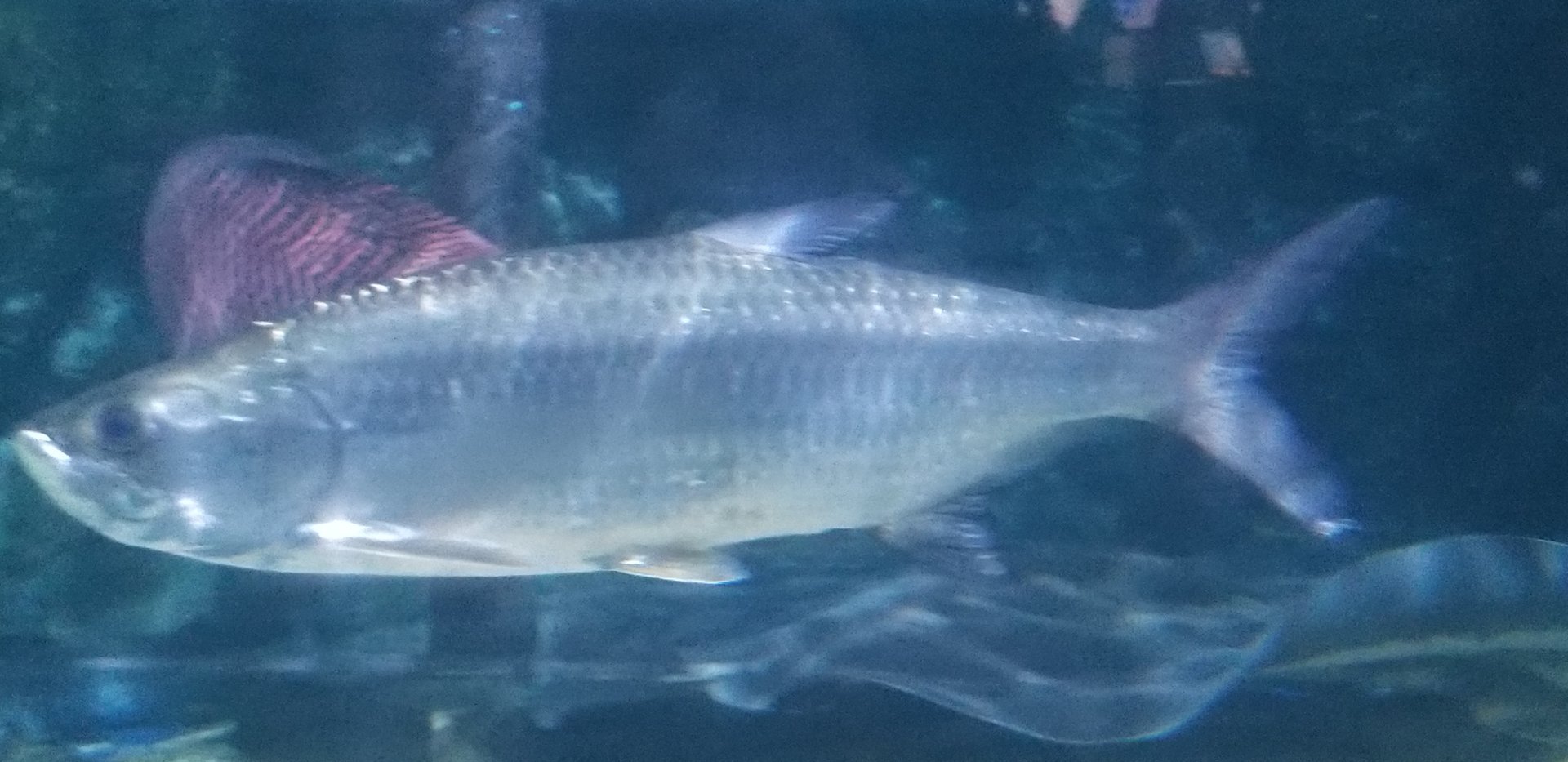 Atlantic Tarpon
