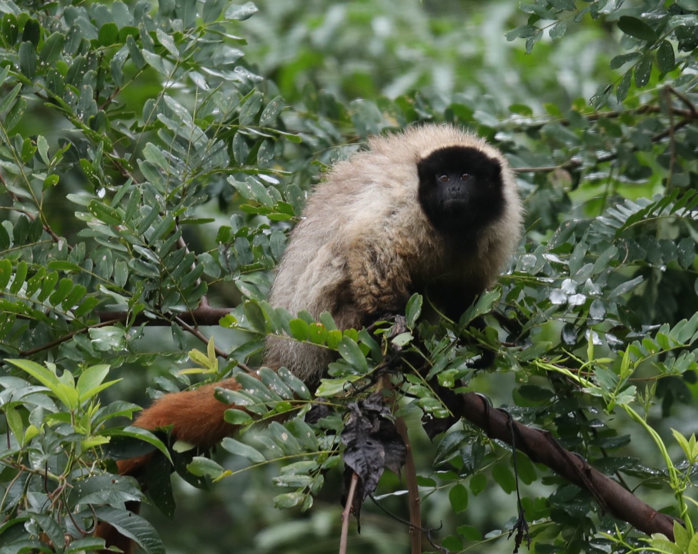 Atlantic titi monkey or masked titi (Callicebus personatus)