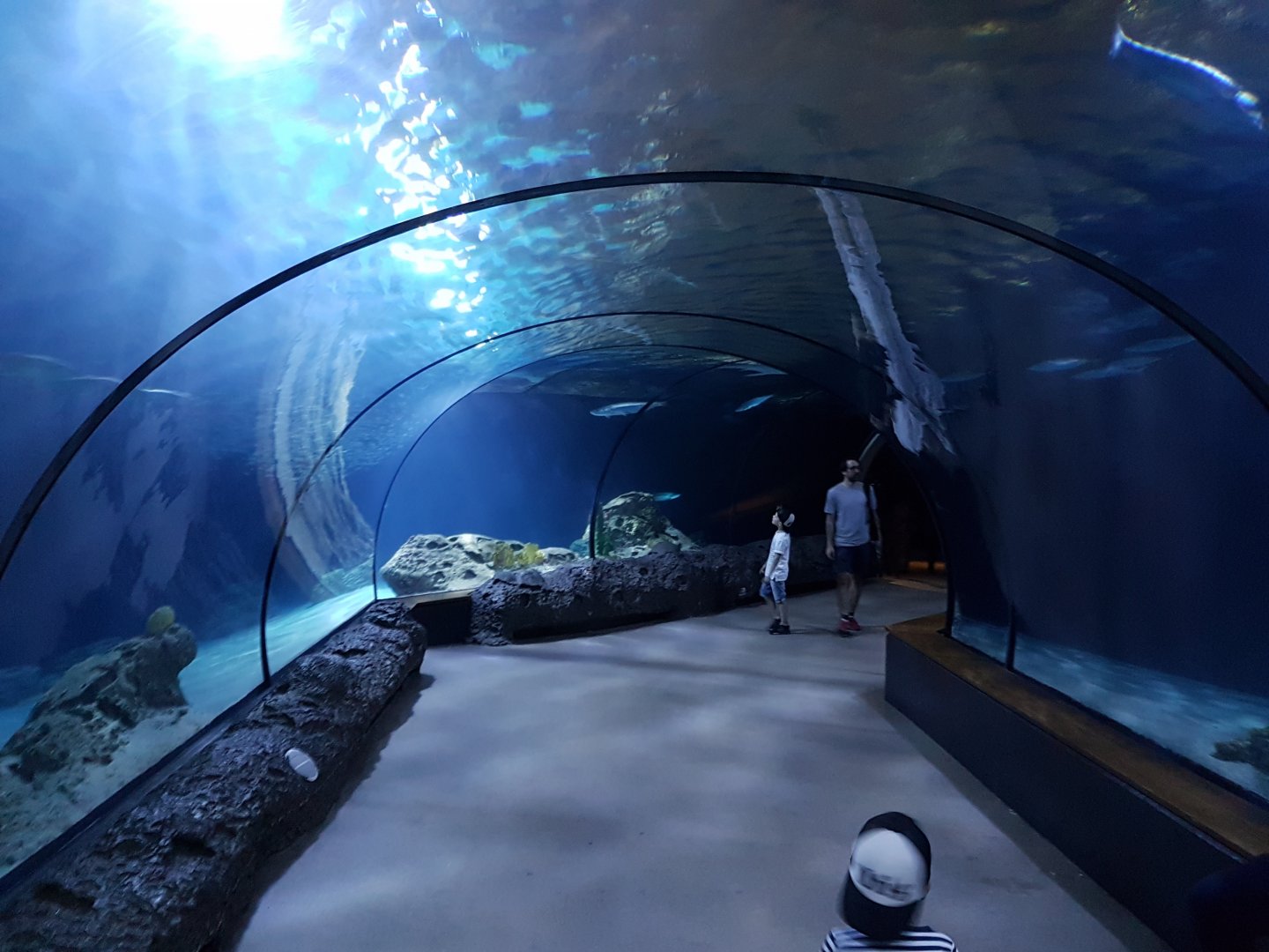 Atlantic tunnel-aquarium