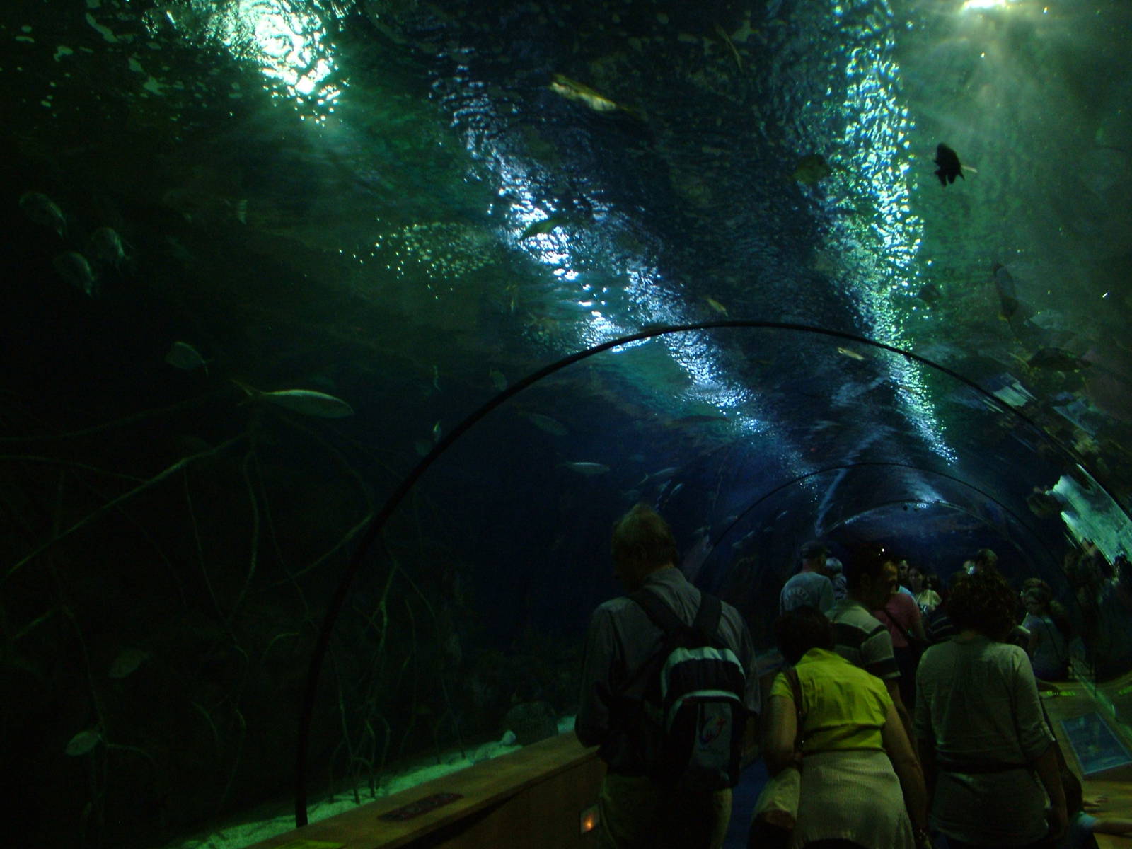 Atlantic Tunnel at Oceanografic, 29/05/11