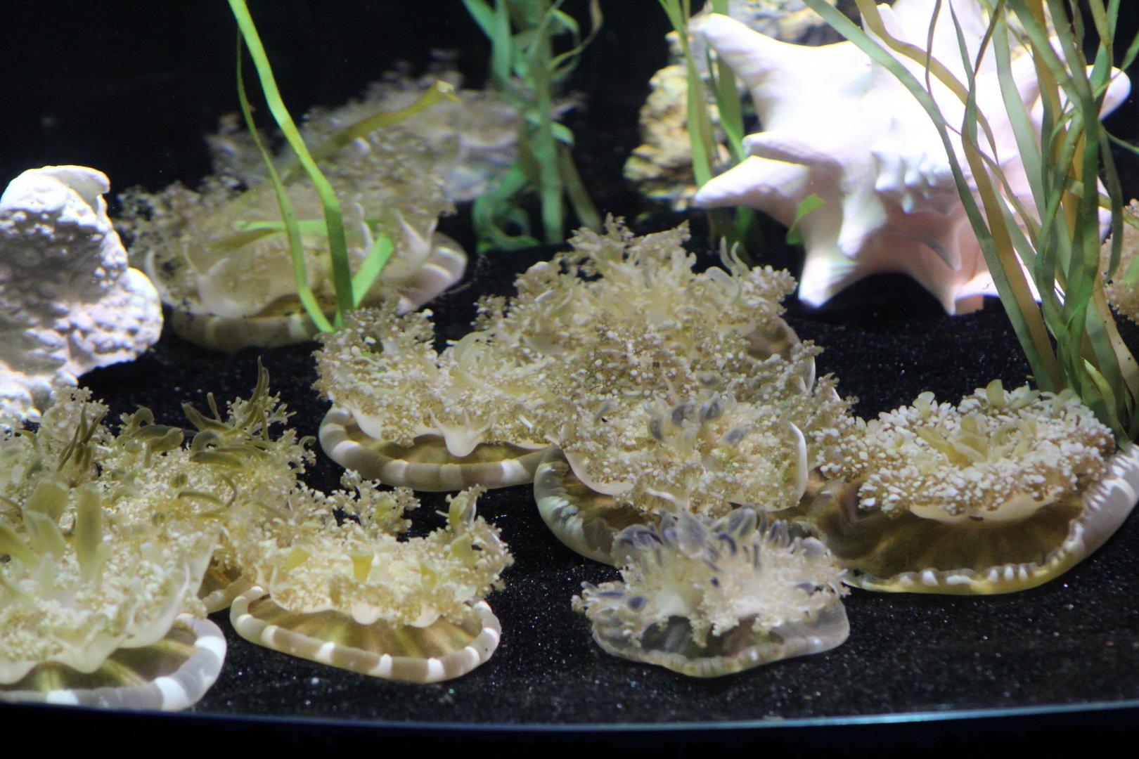 Atlantic Upside-Down Jellyfish
