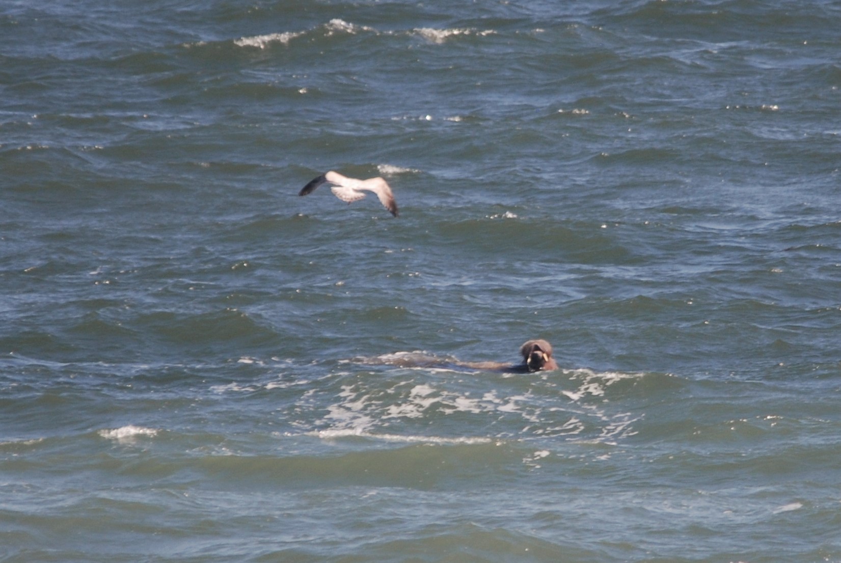 Atlantic Walrus, Tenby (Pembrokeshire), 24th April 2021