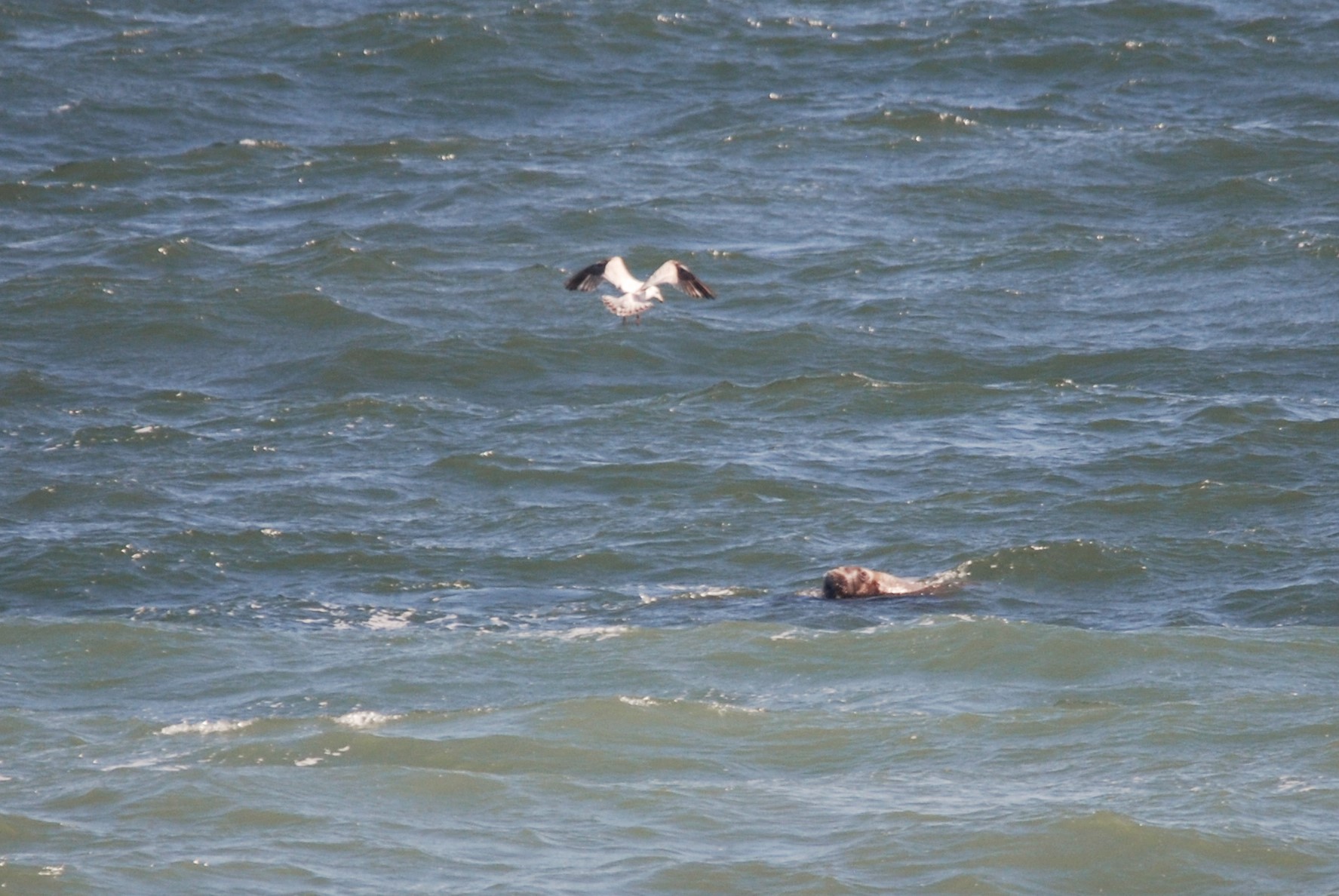 Atlantic Walrus, Tenby (Pembrokeshire), 24th April 2021