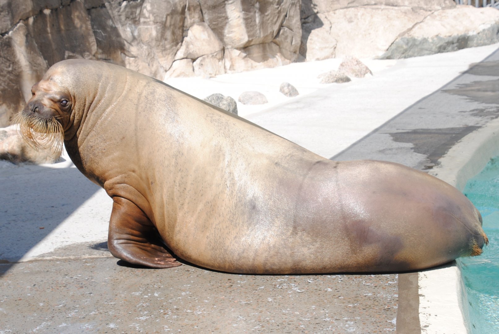 Atlantic Walrus