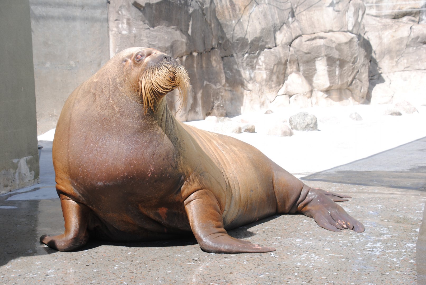 Atlantic Walrus