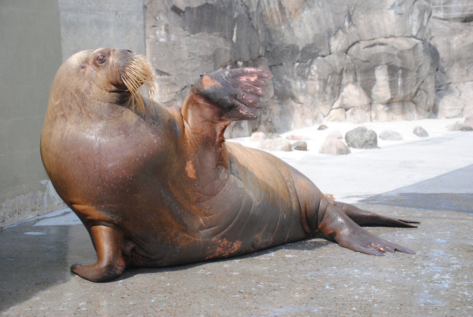 Atlantic Walrus