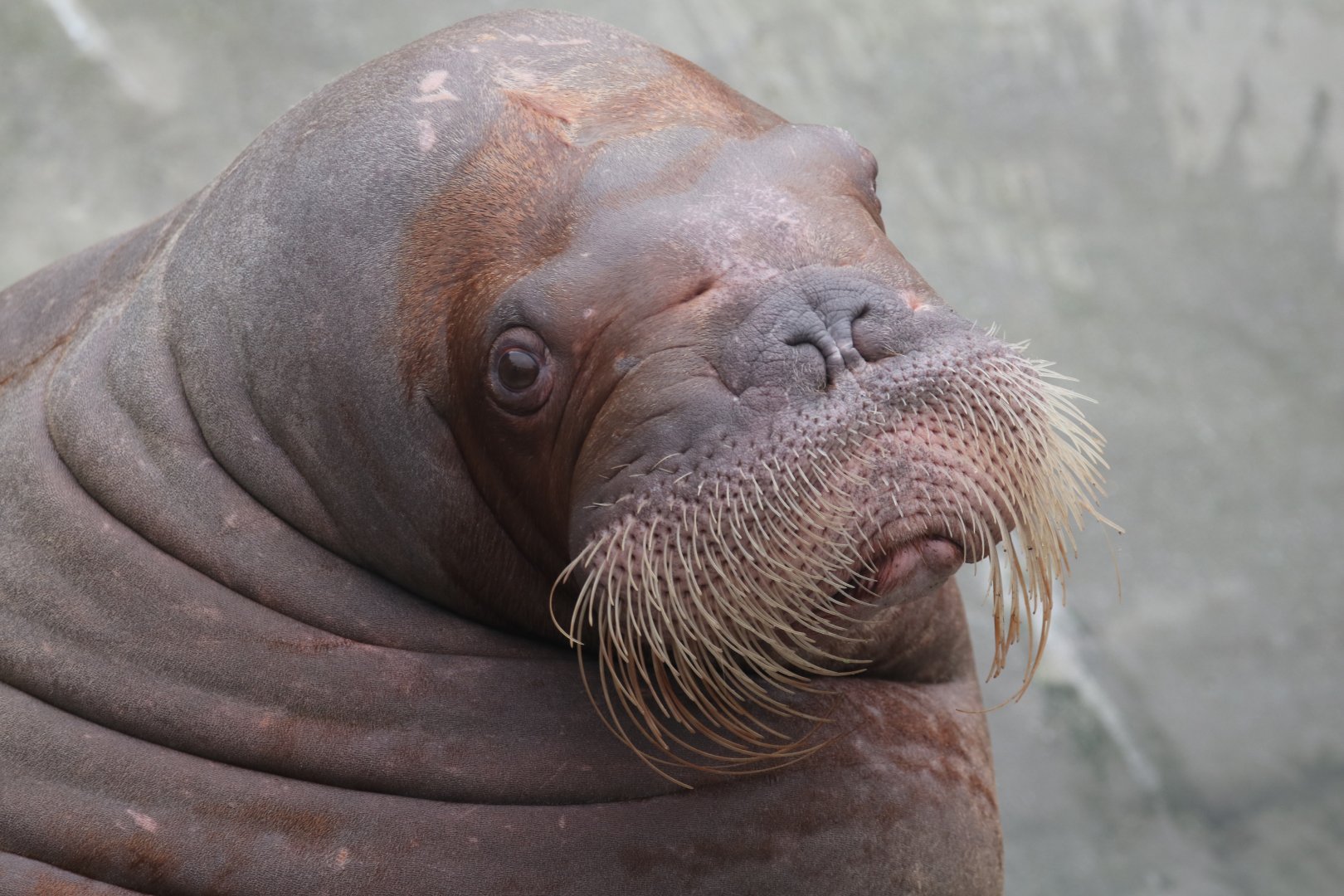 Atlantic walrus