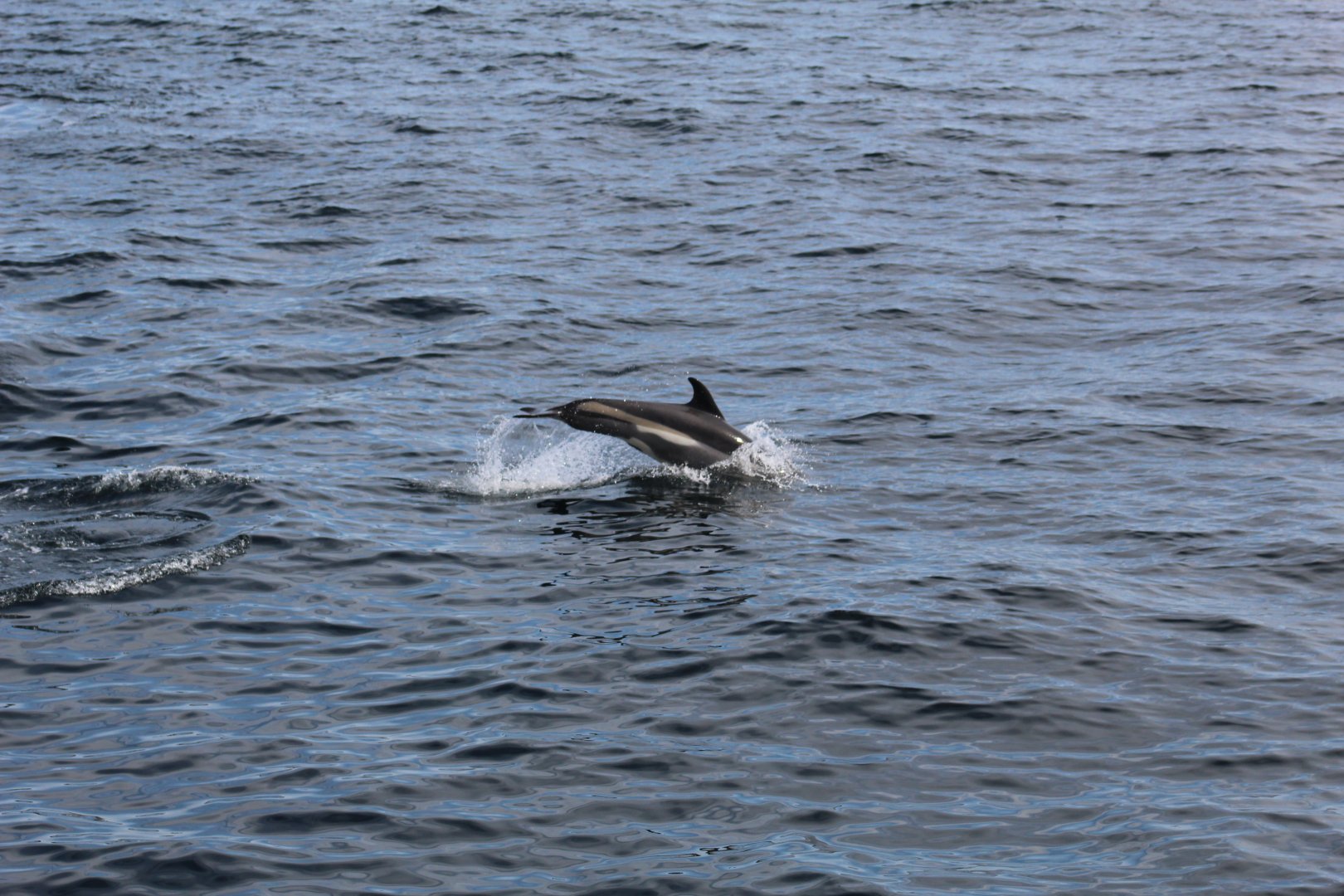 Atlantic White-Sided Dolphin (1 second too late)